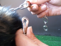 verstellbares Kettenhalsband anlegen - die Kette um den Hals des Hundes legen