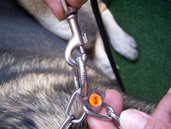 verstellbares Kettenhalsband anlegen - Leinenkarabiner in Ring einhängen